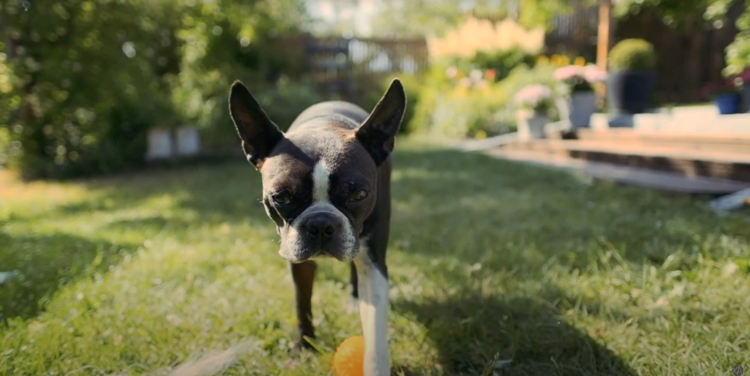 a Boston Terrier's joy in a lush backyard. Playful walk and focused gaze