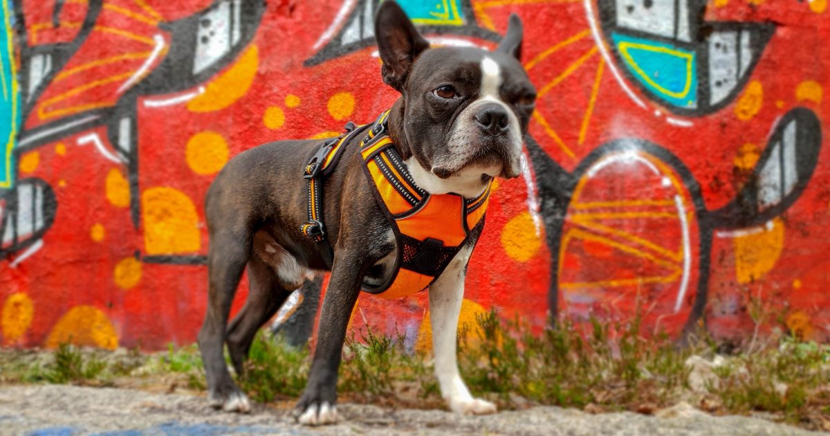 A Boston Terrier Dog In Front Of A Graffiti Wall.