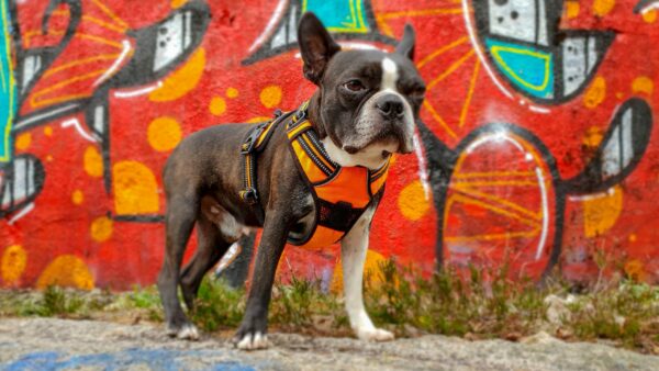 A Boston Terrier Dog In Front Of A Graffiti Wall.