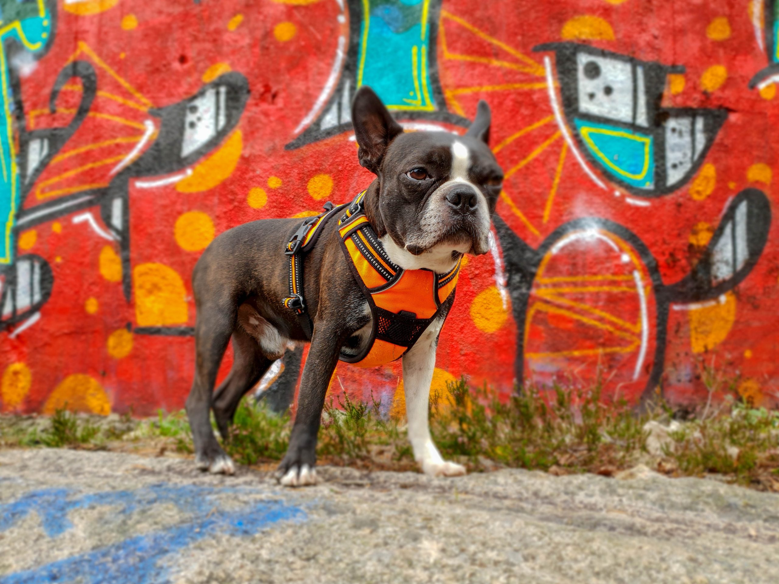 A boston terrier dog in front of a graffiti wall.