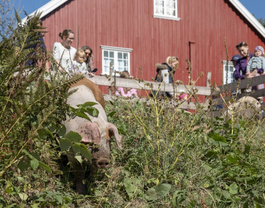 A pig grazing near a red barn with visitors watching at Folkenborg Museum during Barn og Dyr