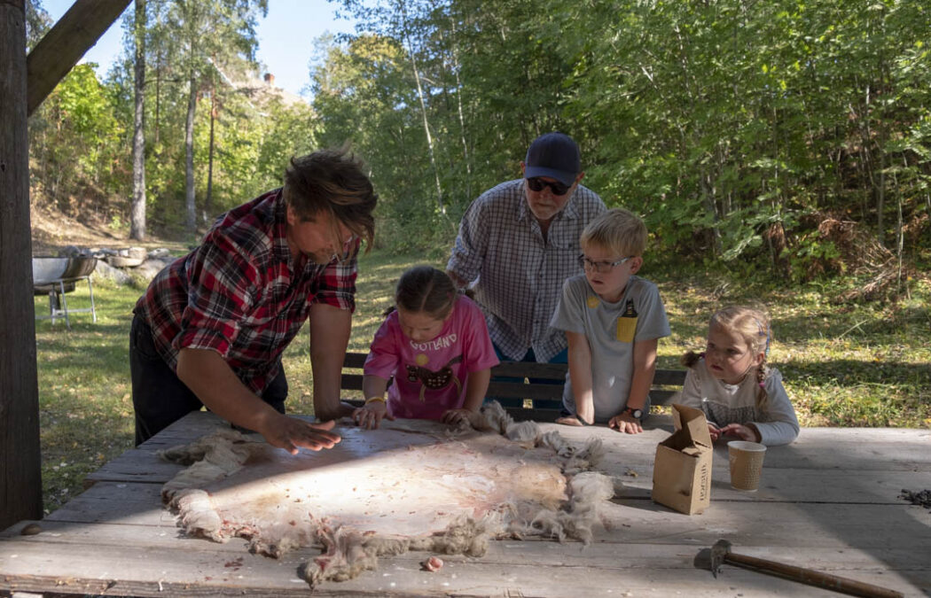 Children and adults learning traditional skin processing techniques at Folkenborg Museum's Barn og Dyr event.