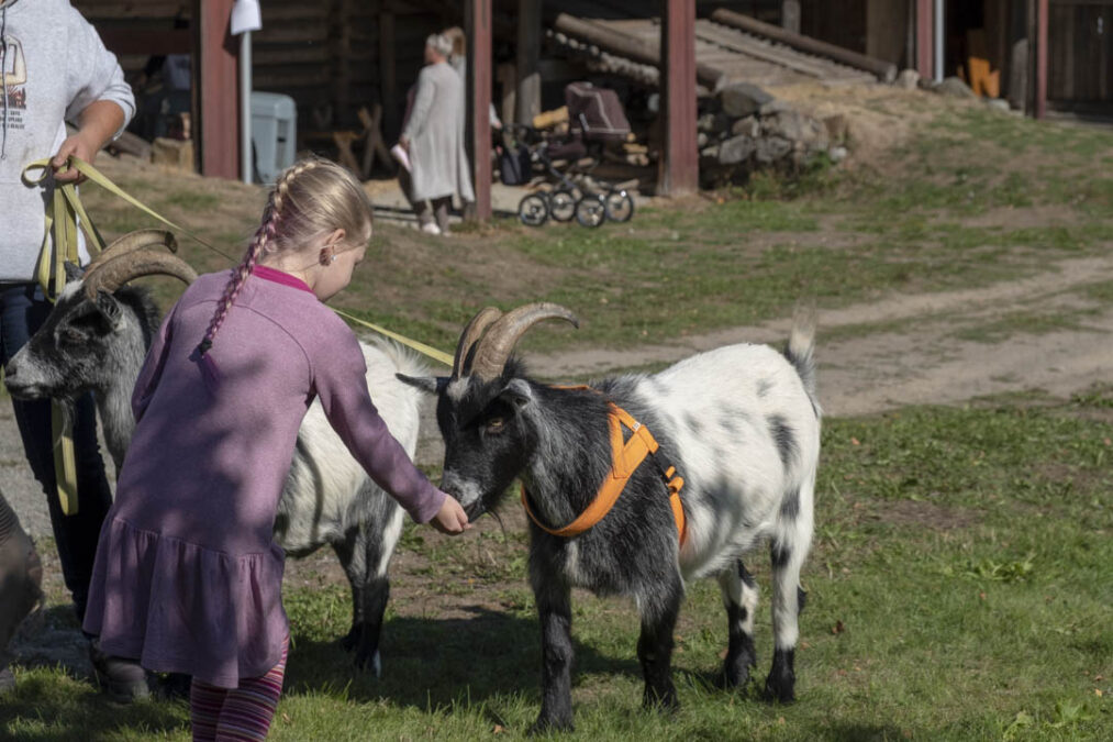 Child feeding goats at Folkenborg Museum during the Barn og Dyr event, an interactive family-friendly activity.