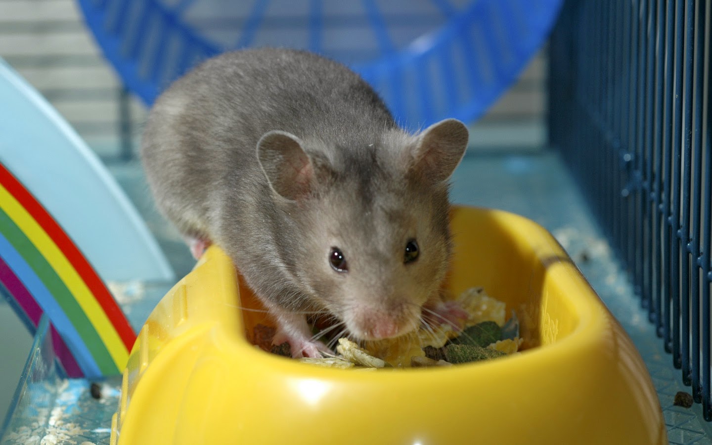 The image shows a gray hamster in a cage with a yellow food dish containing different food items, and there's a multi-story habitat with a colorful bridge or ramp in the background, indicating a comfortable pet environment.
